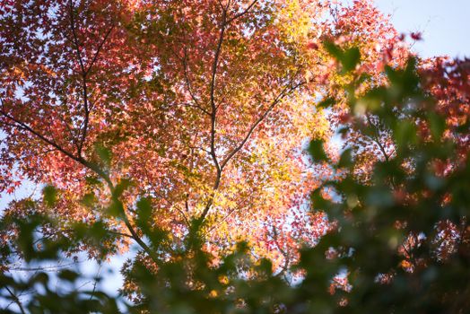 A stunning view of maple leaves in fall colors against a blue sky, captured in Kyoto, Japan.