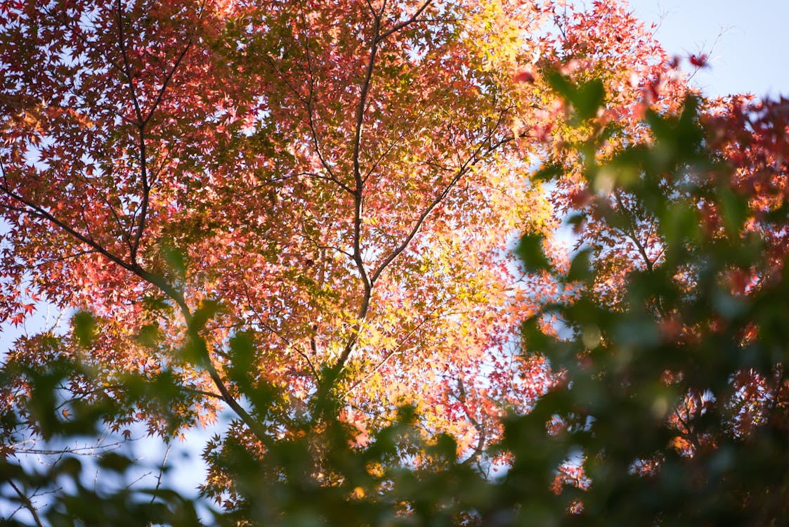 Fotobanka s bezplatnými fotkami na tému javorové listy, jesenné lístie, modrá obloha
