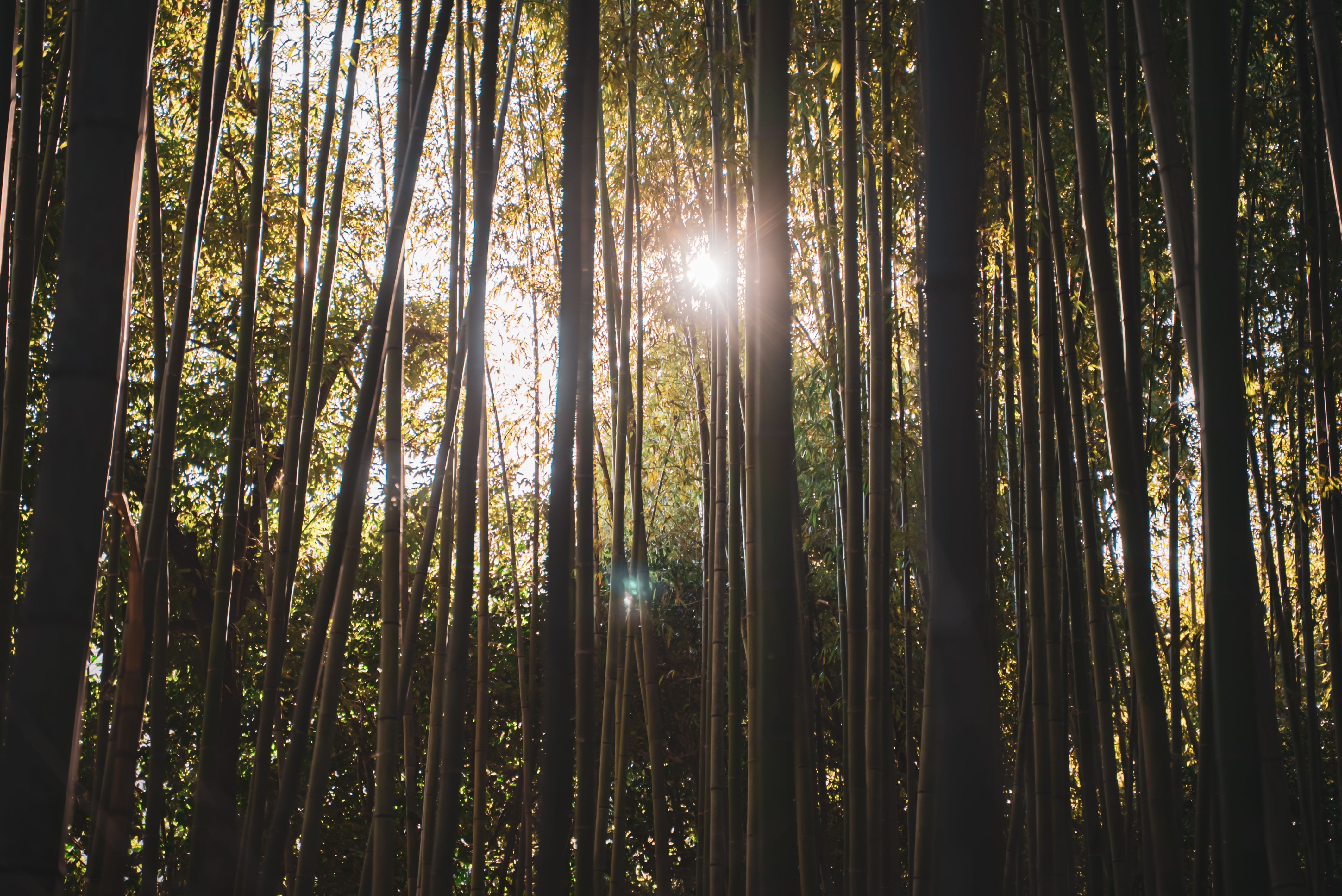 Arashiyama Bamboo Grove (Sagano Bamboo Forest)