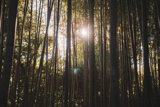 Arashiyama bamboo and Tenryu-ji walk — Kyoto