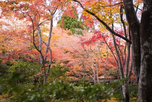 Discover the stunning autumn foliage of Kyoto, Japan with these vibrant and colorful trees.