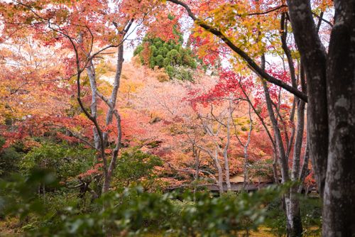 Free Discover the stunning autumn foliage of Kyoto, Japan with these vibrant and colorful trees. Stock Photo
