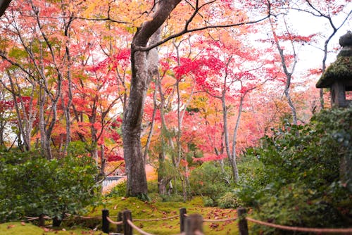 Darmowe zdjęcie z galerii z drzewa, jesienne kolory, jesienne liście