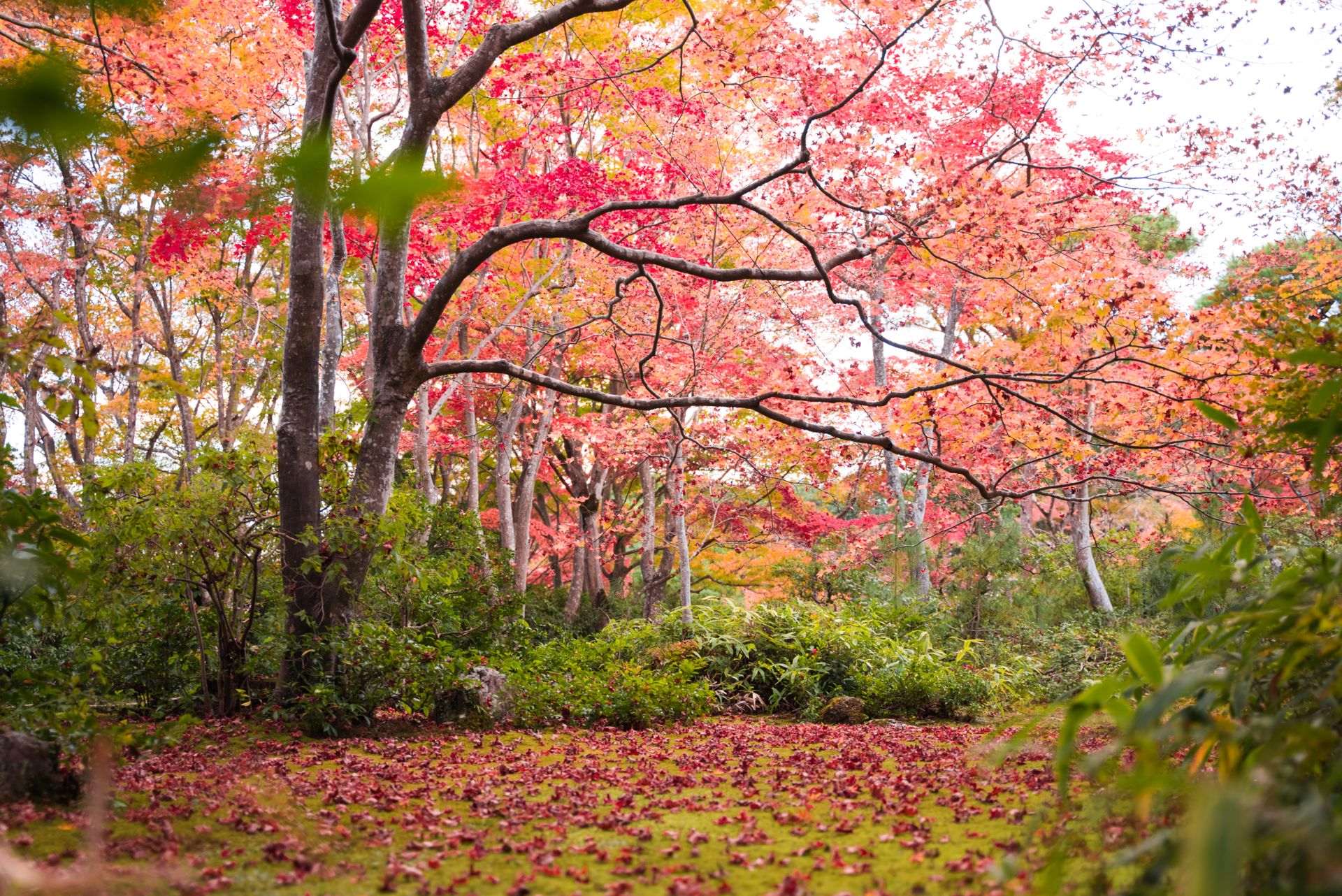 Captivating fall colors in Kyoto's forest create a serene and picturesque landscape.