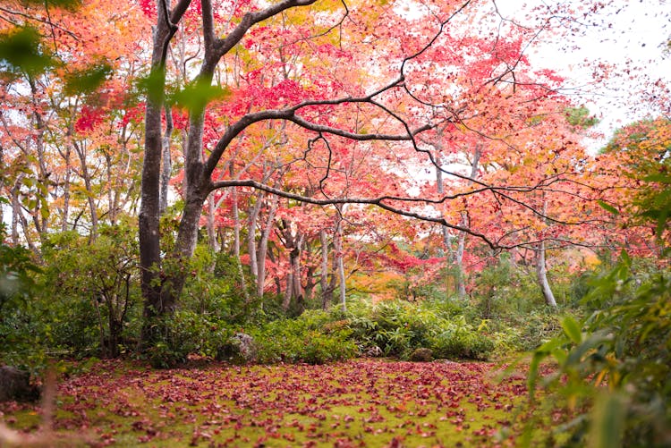 Fallen Leaves On The Ground