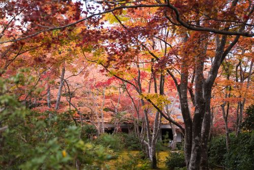 Free Stunning autumn landscape with vibrant foliage and a traditional house in Kyoto, Japan. Stock Photo