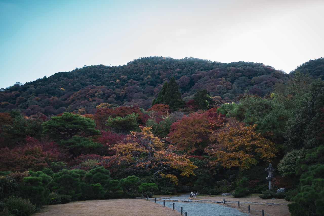 experience the tranquil beauty of a kyoto garden during fall showcasin