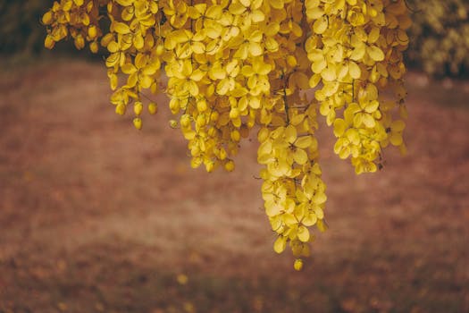 金色淋浴树的花朵在模糊背景的衬托下，以迷人的特写镜头呈现，花瓣呈黄色