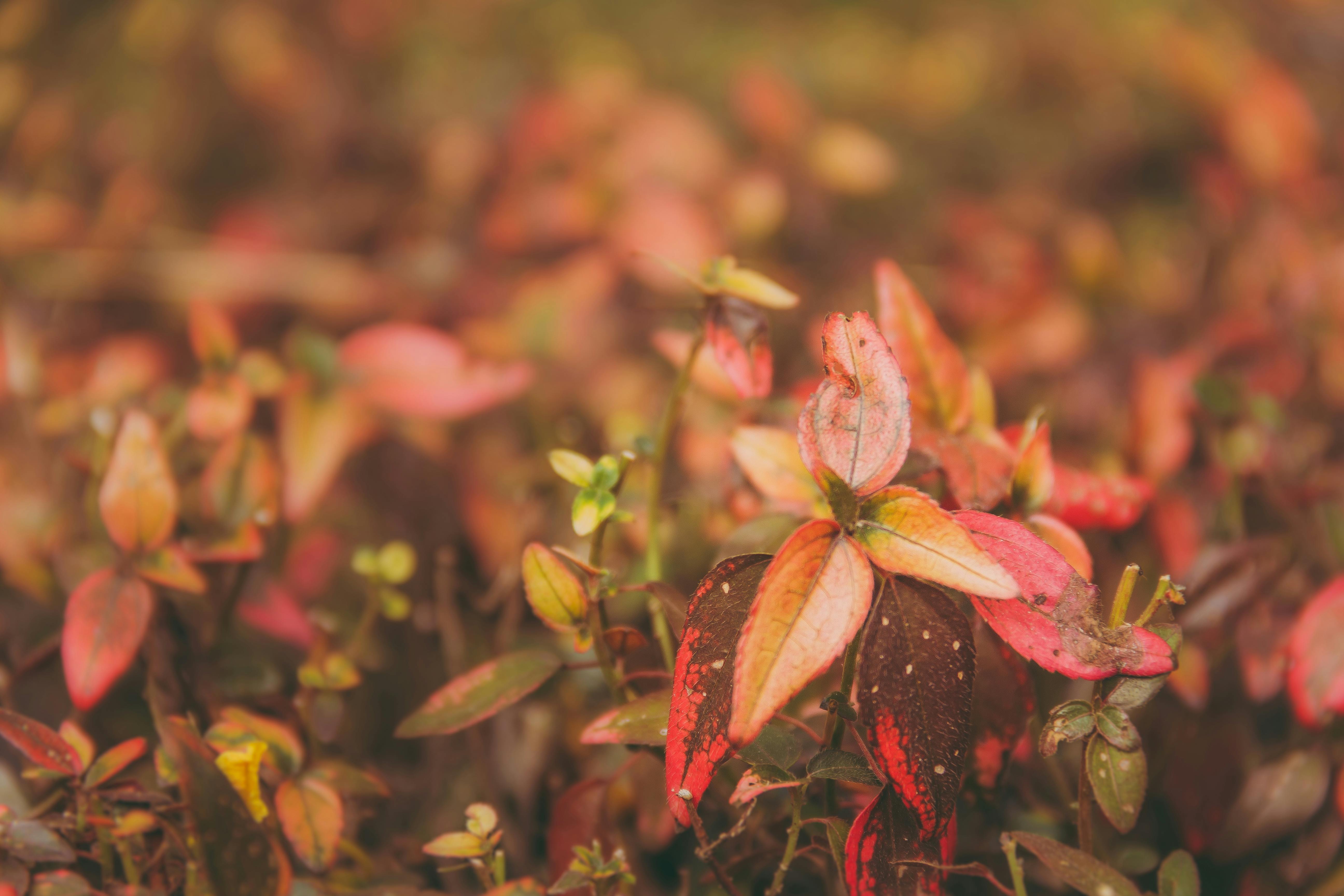 selective focus photography of leaves