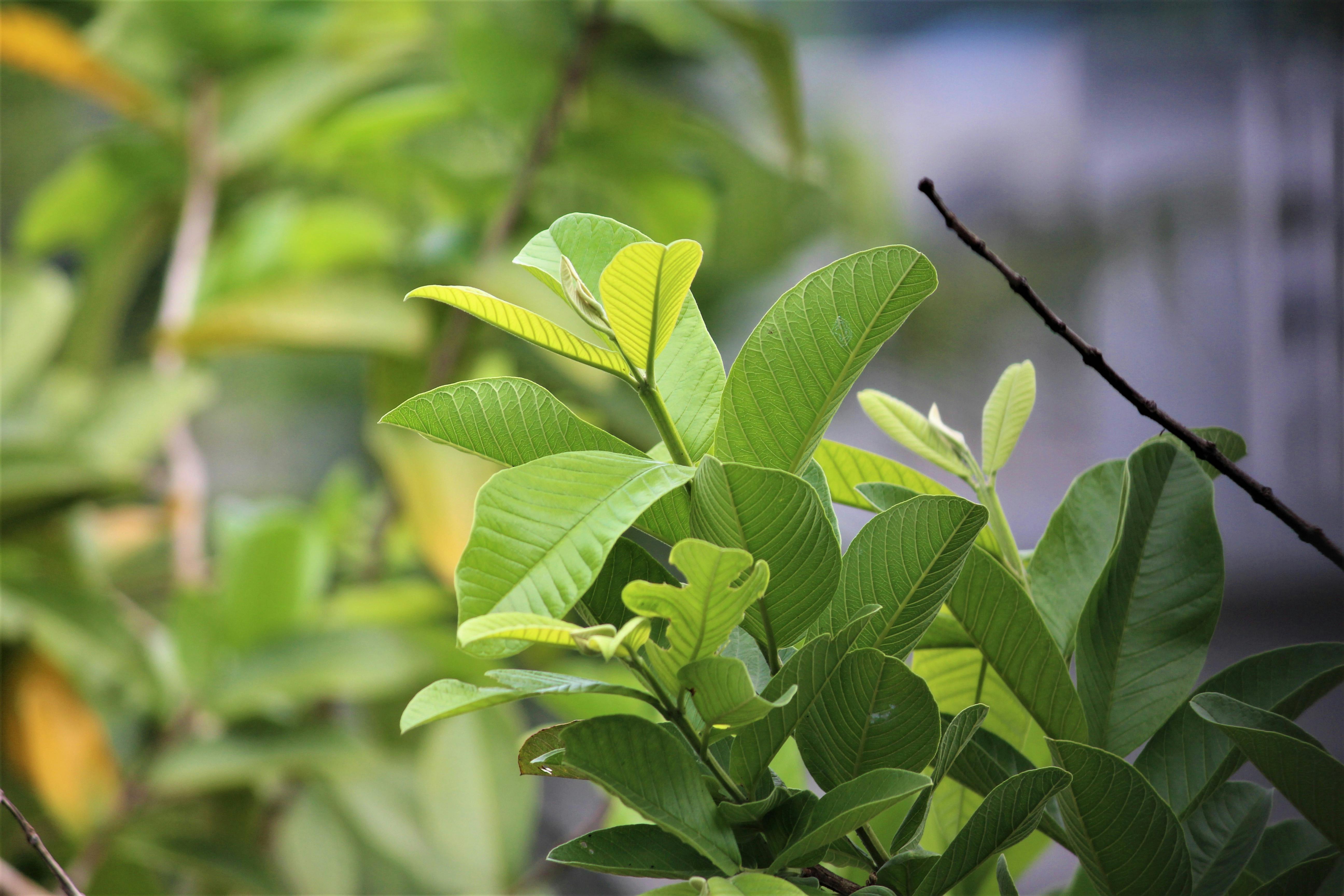 Free stock photo of Guava leaves