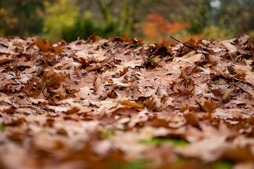 Close-Up Shot of Autumn Leaves