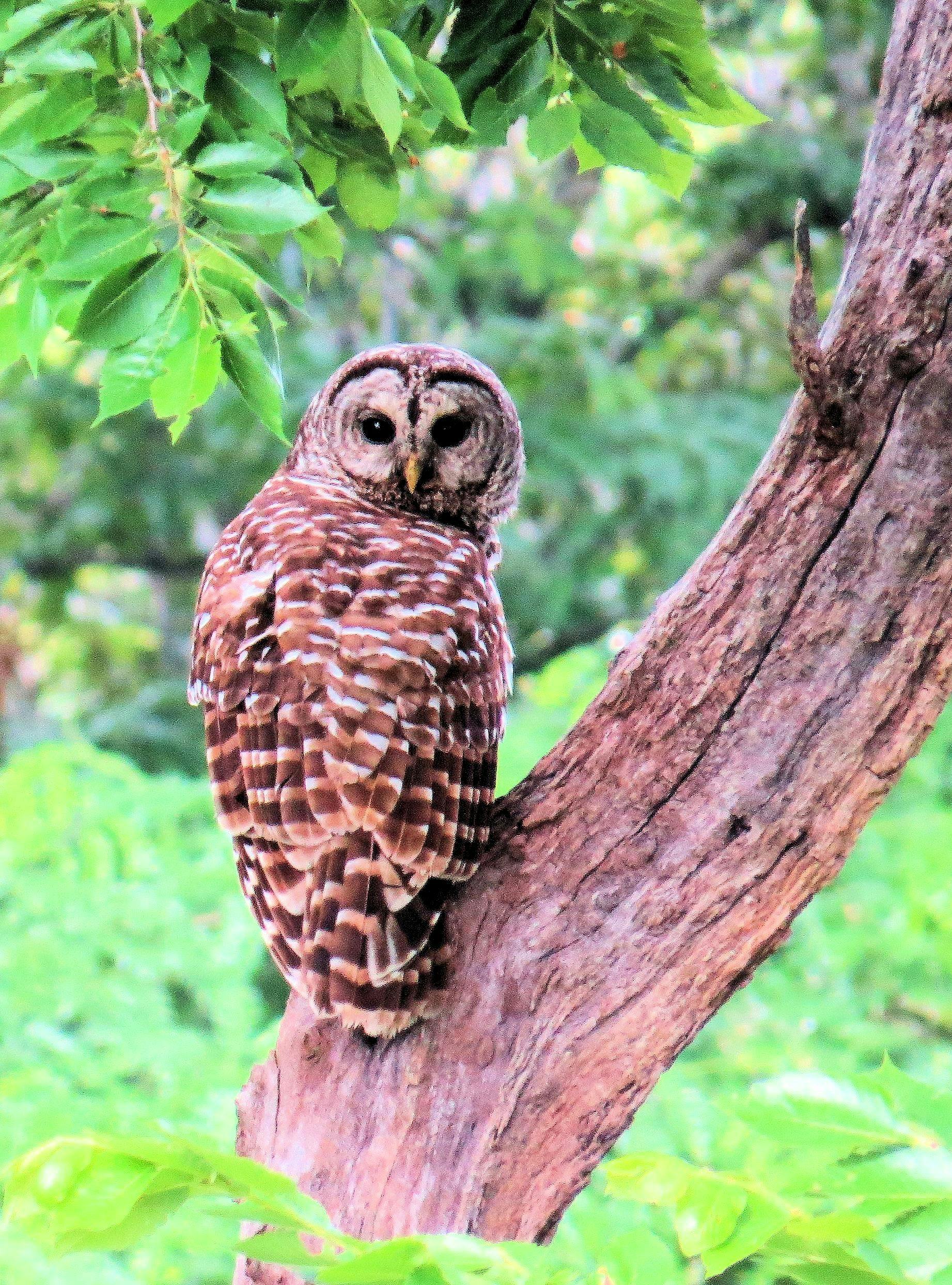 Free stock photo of barred owl, bird of prey, missouri