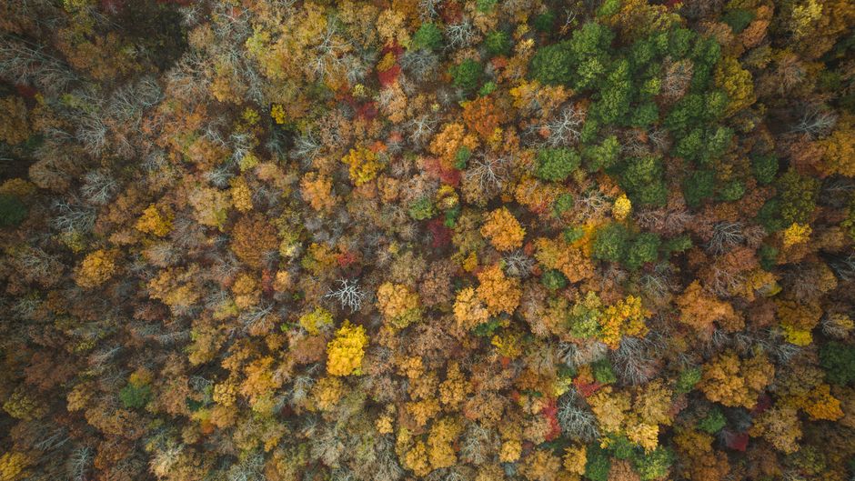 Breathtaking Nashville Helicopter Tour: Quick Hop Review — Your Aerial Adventure Over Music City Review 2026 - Stunning aerial shot of a colorful forest in Chattanooga, Tennessee during fall.