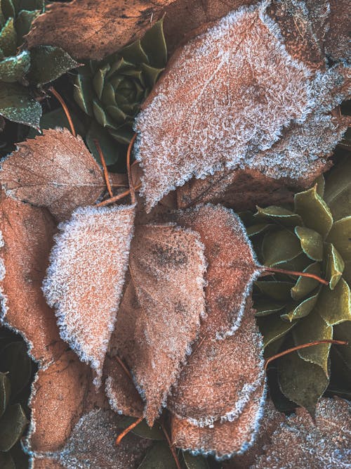 Brown Frozen Leaves in Close-Up Photography