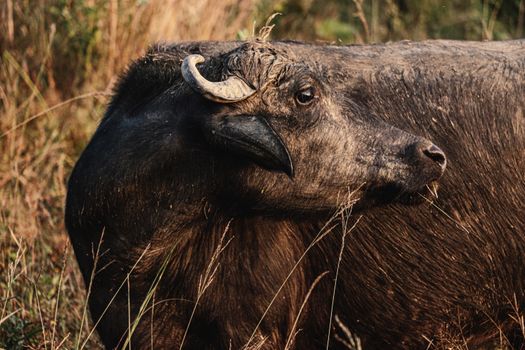 A solitary water buffalo in the wild grasslands of India, showcasing its natural majesty.