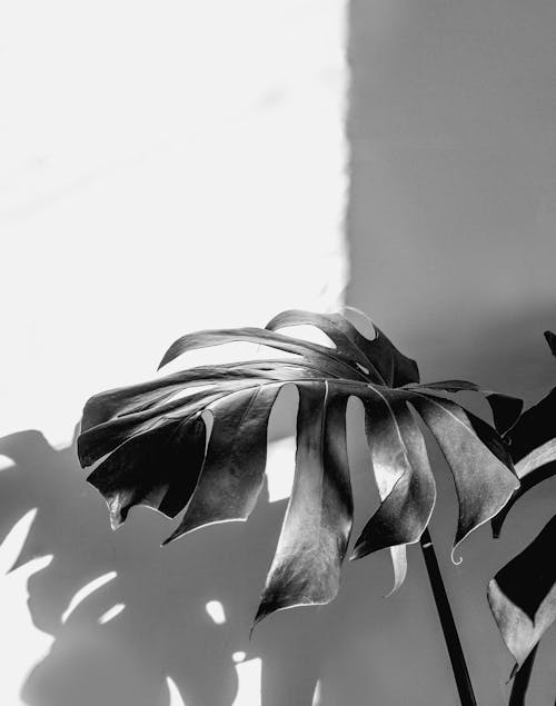 Fotobanka s bezplatnými fotkami na tému botanický, čelný pohľad, čiernobiely