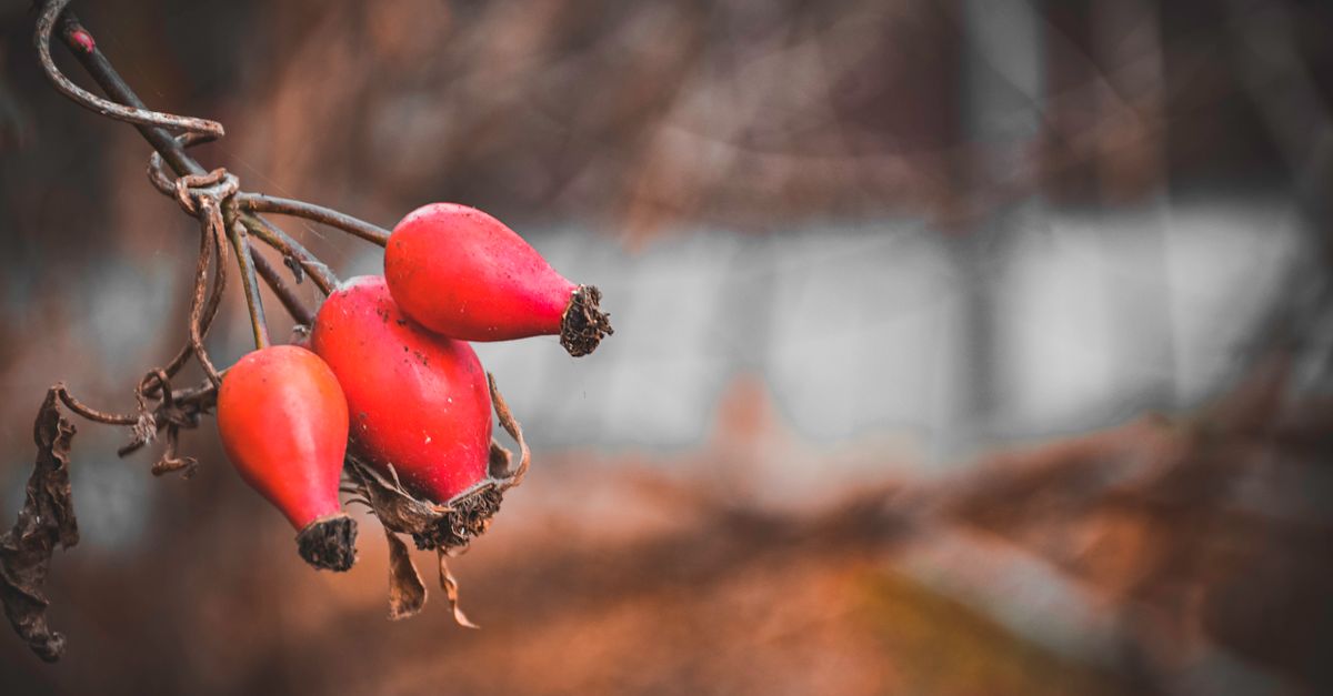 Vibrant red rosehips on a branch against a blurred autumn background. - Evidence evidence guide for rosehip joint comfort randomized trial