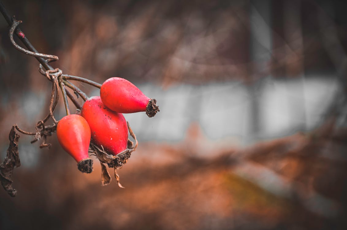 Free Close Up Photo of Rosehip Fruits
 Stock Photo