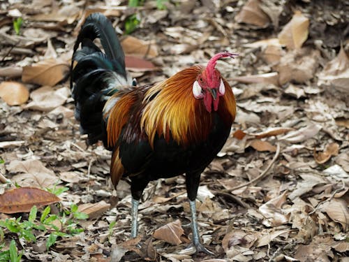 A Rooster Walking on Dry Leaves