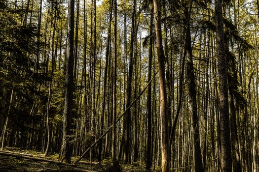 Explore the serene beauty of a dense forest in Ilmenau, Germany, featuring tall trees and natural tranquility.