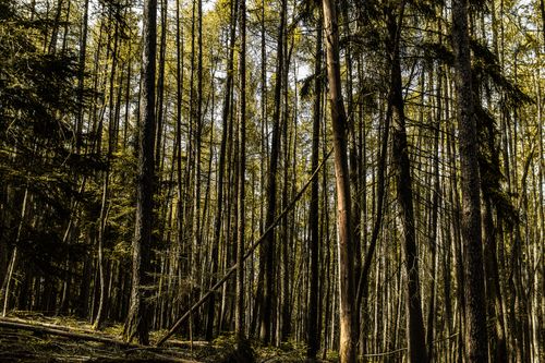 Free Explore the serene beauty of a dense forest in Ilmenau, Germany, featuring tall trees and natural tranquility. Stock Photo