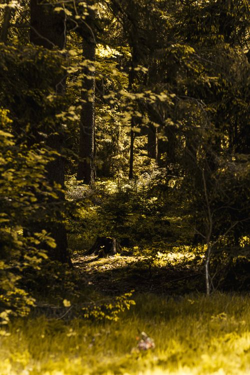 Free Sunlit forest in Ilmenau, Germany, showcasing vibrant greenery and natural beauty. Stock Photo