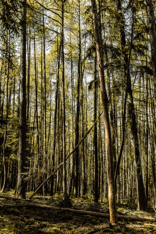 Foto d'estoc gratuïta de alt, arbres, baguls