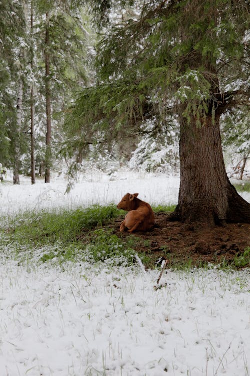 休息, 冬季, 動物 的 免費圖庫相片