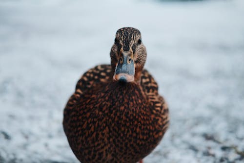 Free Close-Up Photography of a Duck Stock Photo