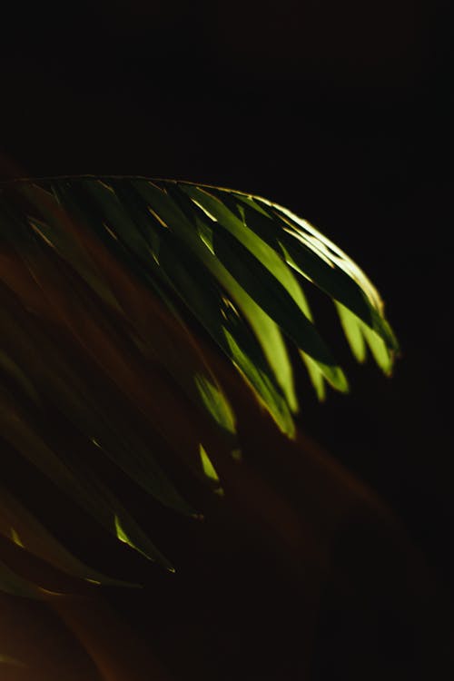 Darmowe zdjęcie z galerii z ciemny, liść palmowy, pionowy strzał