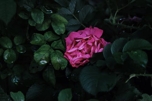 Фотография розового цветка в окружении листьев крупным планом
