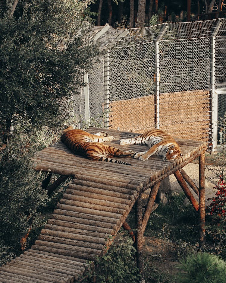 Tigers Lying On Wooden Deck