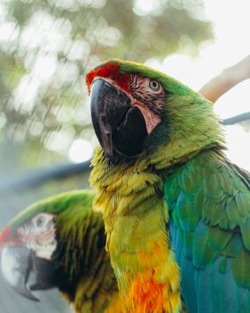 parrot photo