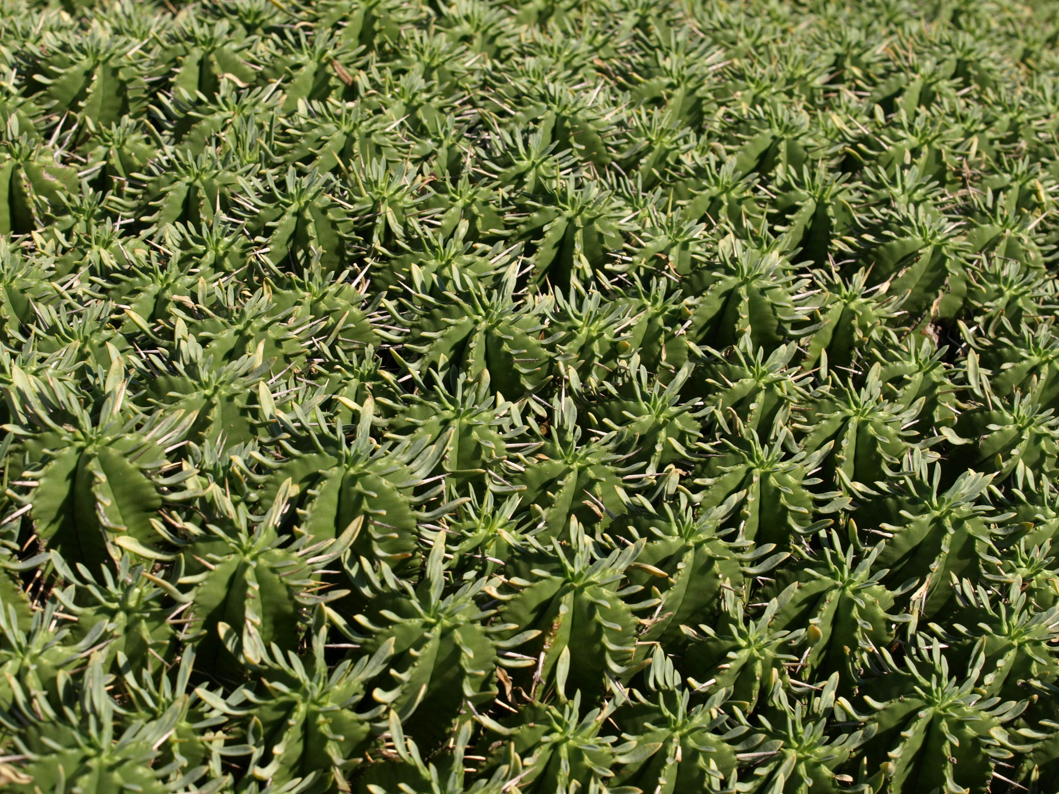Free stock photo of cacti, cactus, cactus plant
