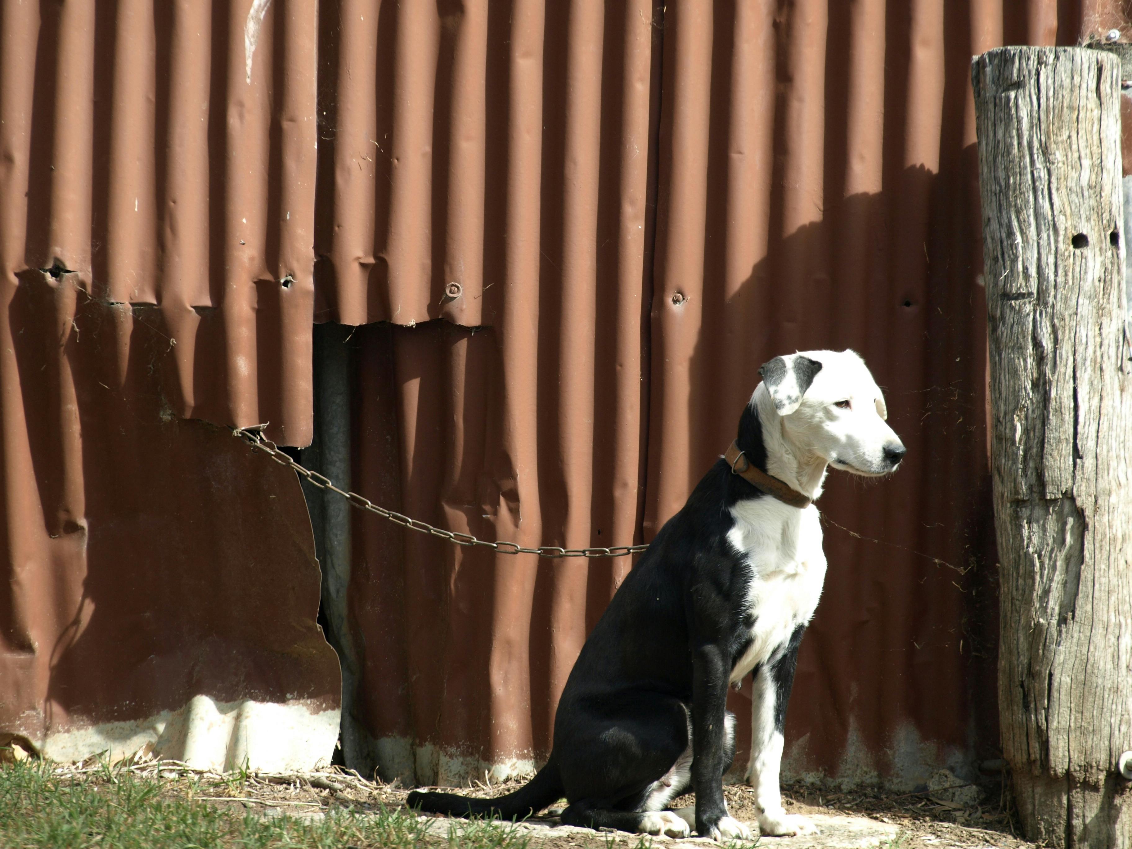 Free stock photo of belgian shepherd dog, chain, dog