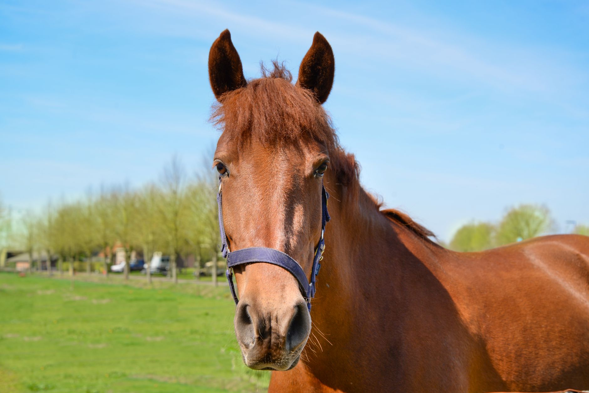 A horse undergoing diagnostic blood testing at a veterinary clinic