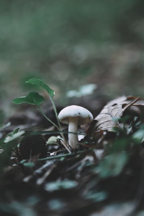 Free A detailed view of a lone mushroom growing amidst fallen leaves in a natural forest setting. Stock Photo
