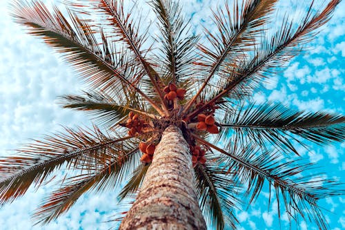 бесплатная Бесплатное стоковое фото с кокос, кокосовая пальма, листья Стоковое фото