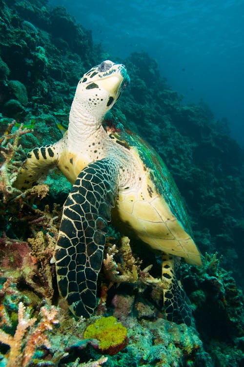 Gratuit Photos gratuites de animal, aquatique, coraux Photos