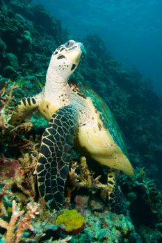 Close-up of a hawksbill turtle exploring vibrant coral reefs in the Philippines.