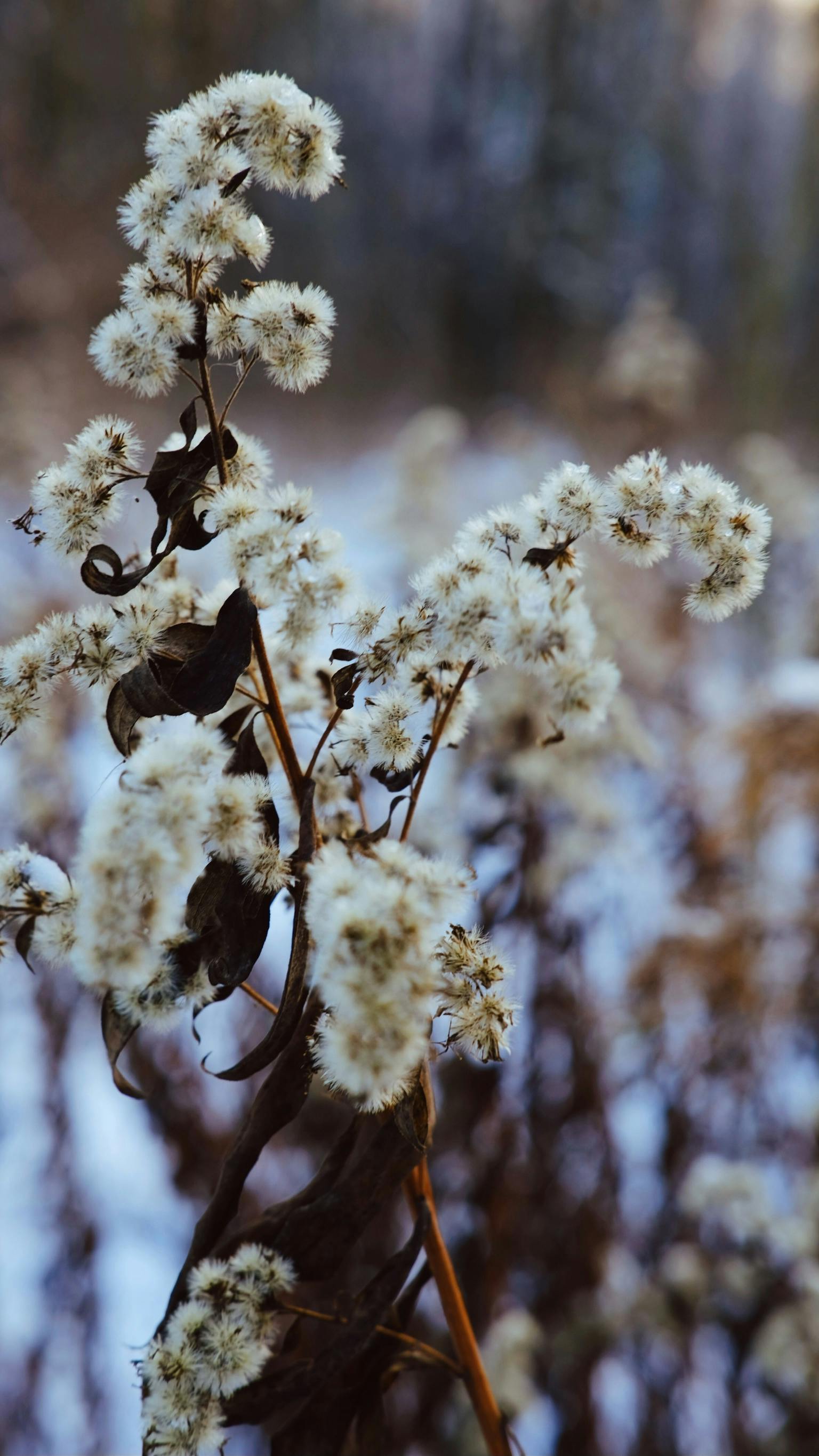 Detailed shot of snow-covered wildflowers in a winter landscape, evoking serenity.