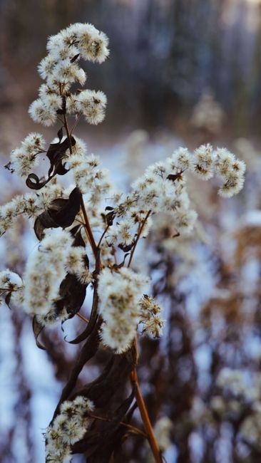 Detailed shot of snow-covered wildflowers in a winter landscape, evoking serenity.