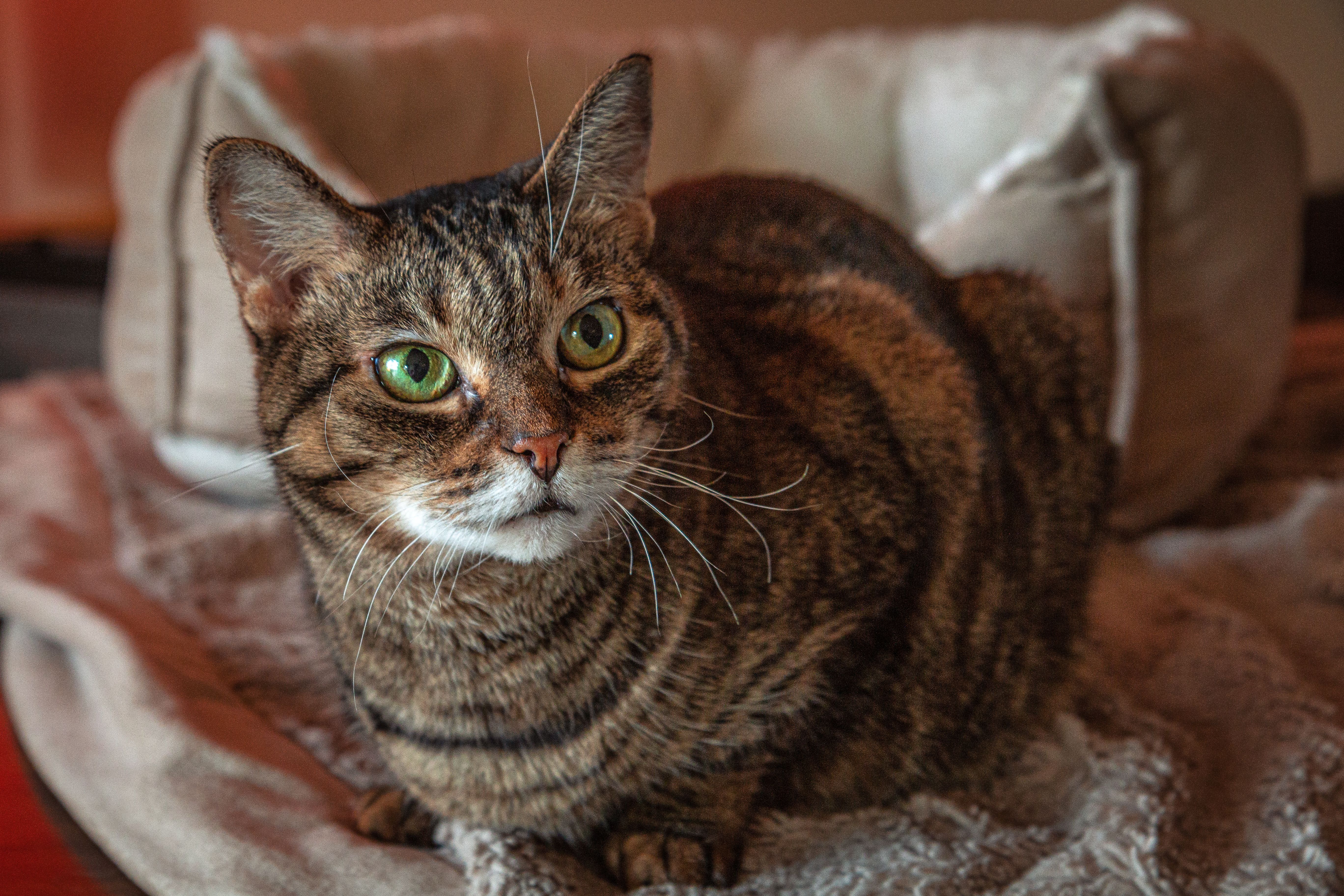 Brown Tabby Cat Sitting on a Rug · Free Stock Photo