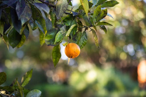 Gratis stockfoto met bladeren, citron, depth of field