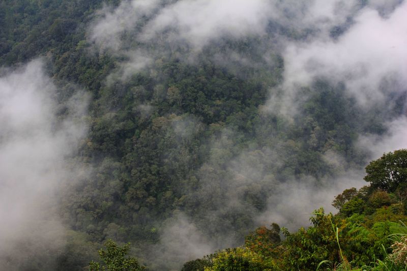 Coolcation Indonesia hutan berkabut Jawa Tengah