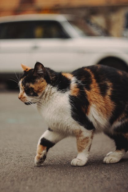 Ilmainen kuvapankkikuva aiheesta betonilattia, calico cat, eläin, harmaa,  kissa, lähikuva, lemmikki, nisäkäs, pystysuuntainen laukaus, söpö, viiksi