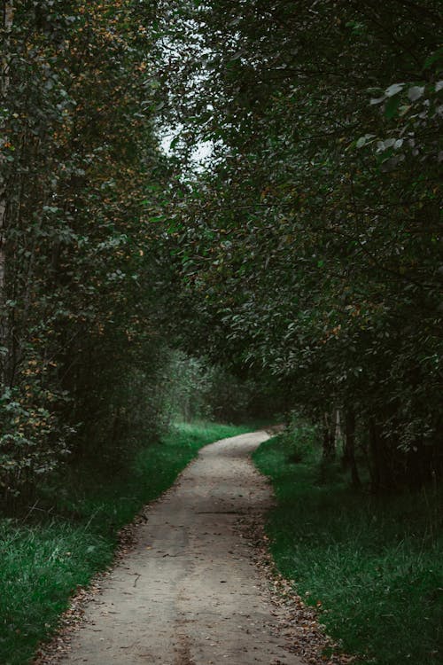 무료 가을, 경치, 공원의 무료 스톡 사진
