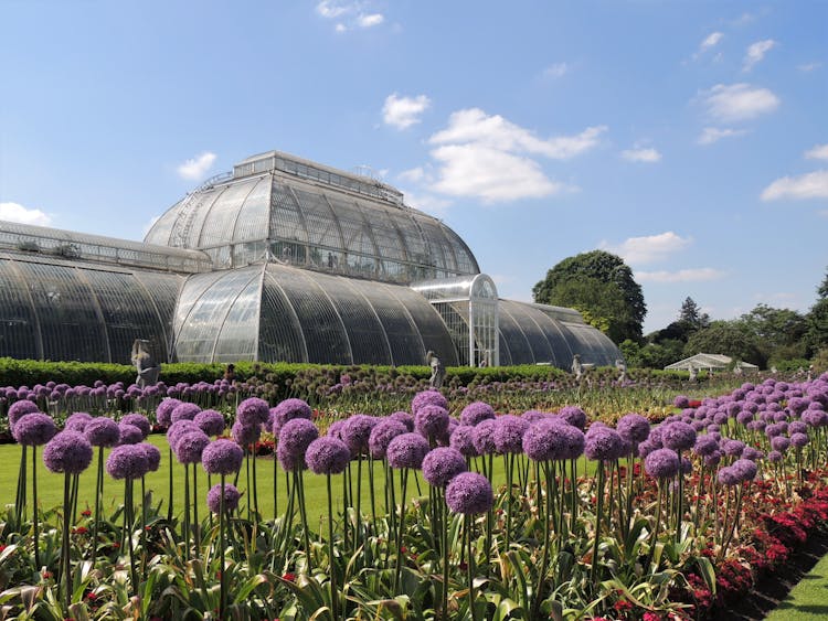 Giant Allium Flowers Outside Royal Botanic Gardens In 