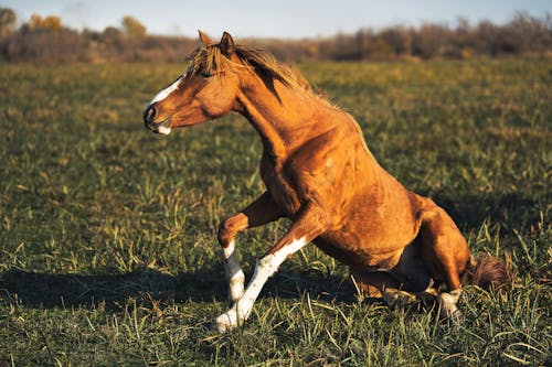 Foto profissional grátis de animal, área, cavalo