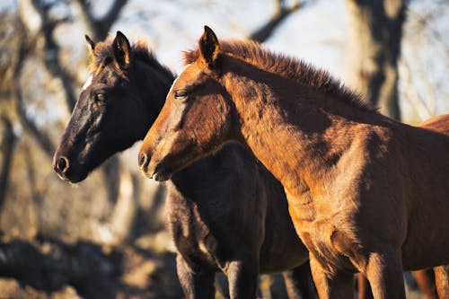 Fotos de stock gratuitas de animal, animales, caballos